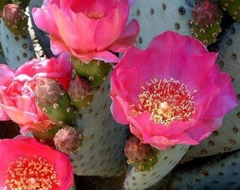 Beavertail Cactus Seeds (Opuntia basilaris) 20+Seeds