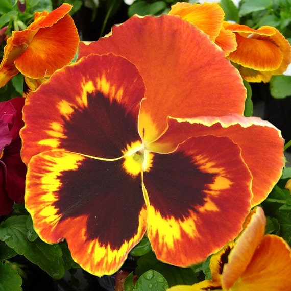 50 Pansy Seeds Character Clear Orange FLOWER SEEDS