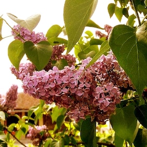 French Lilac Bush Seeds (Syringa vulgaris) 20+Seeds