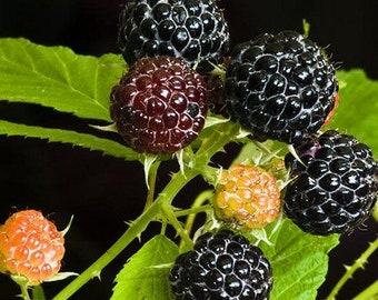 Black Raspberry Bush Seeds (Rubus occidentalis) 25+Seeds