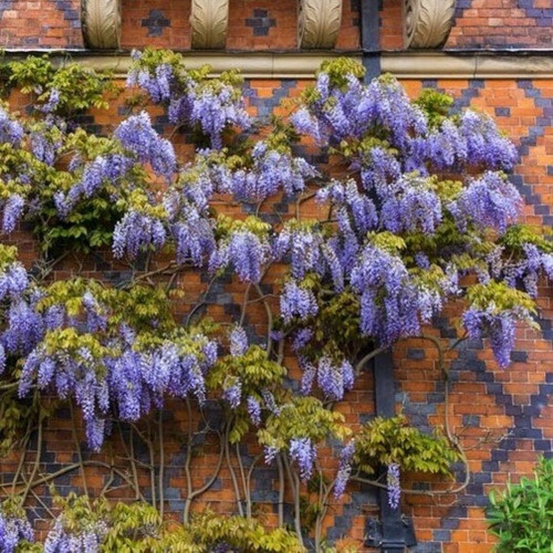 Chinese Wisteria Vine Seeds wisteria Sinensis 5seeds Etsy
