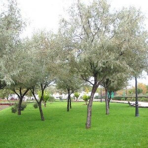 Russian Olive Tree Seeds Elaeagnus angustifolia 5Seeds image 2