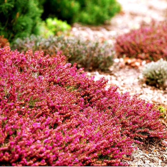 clover seeds for planting Creek Clover Seeds (Trifolium obtusiflorum)  Northwest Meadowscapes