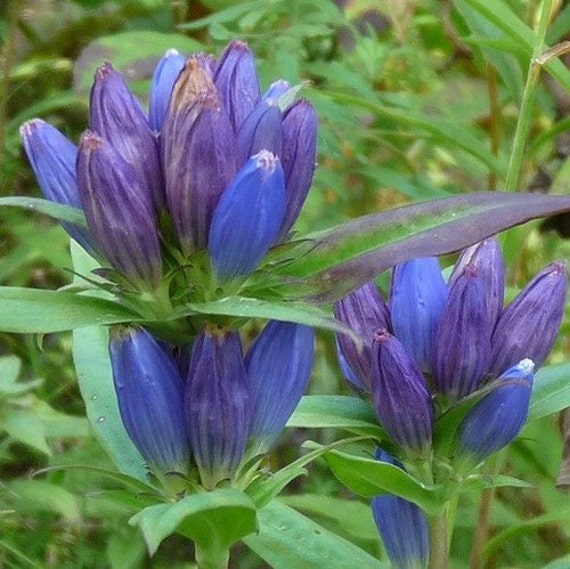 Graines De Fleurs à Bouteille Bleu Gentiane Gentiana Andrewsii 100 Graines