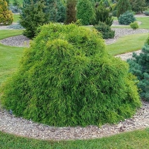 Japanese False Cypress Tree Seeds Chamaecyparis pisifera 50Seeds image 1