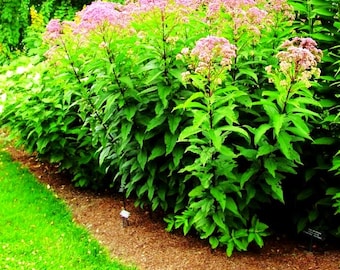 Spotted Joe Pyeweed Flower Seeds (Eupatorium Maculatum) 200+Seeds