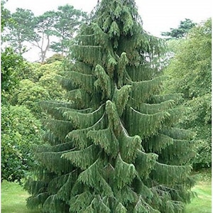 West Himalayan Spruce Tree Seeds Picea smithiana 20Seeds image 1