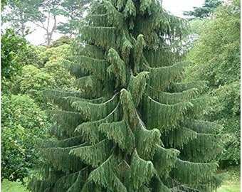 West Himalayan Spruce Tree Seeds (Picea smithiana) 20+Seeds