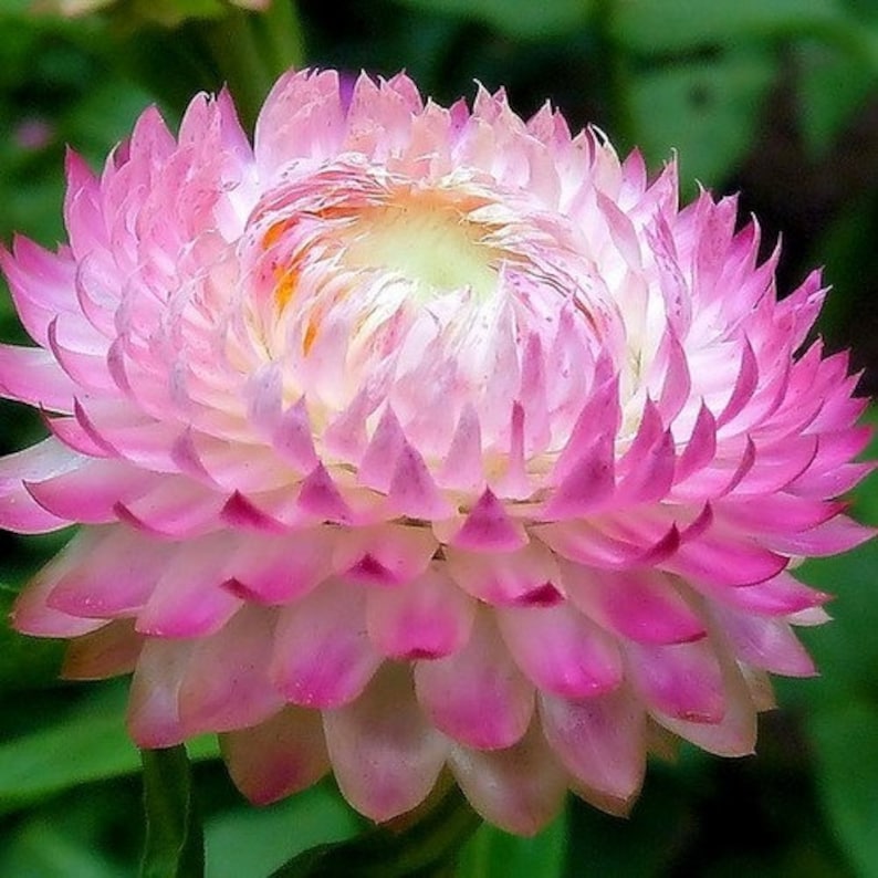50 Straw flower Seeds Helichrysum Bracteatum Ornamental Garden Flowers