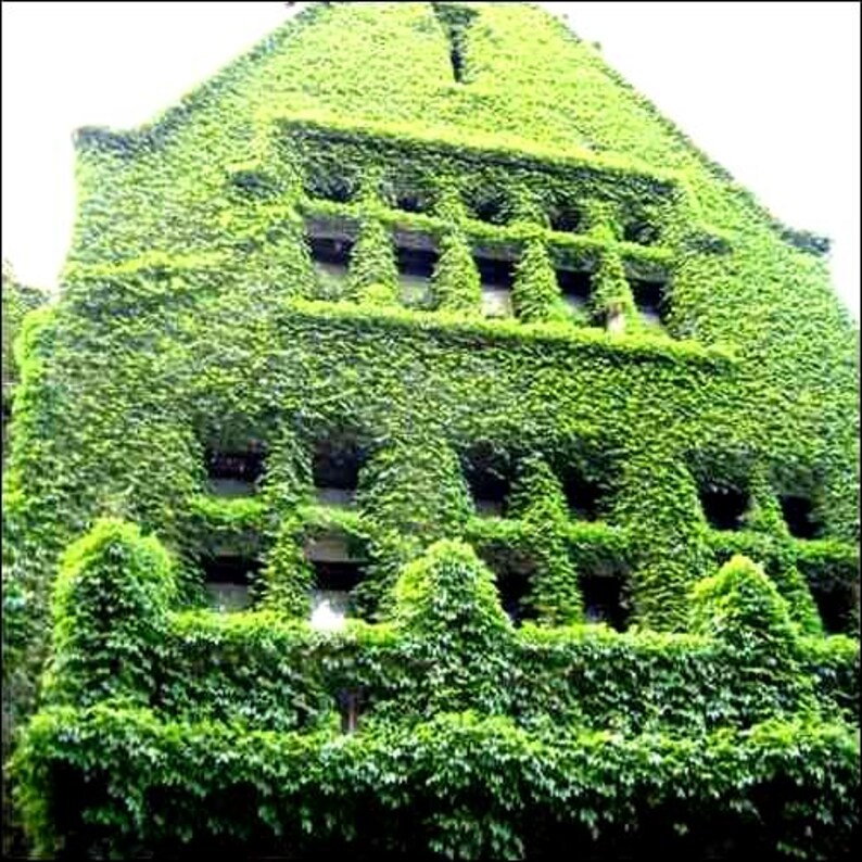 Kenilworth Ivy Seeds (Cymbalaria Muralis) 200+Seeds image 2