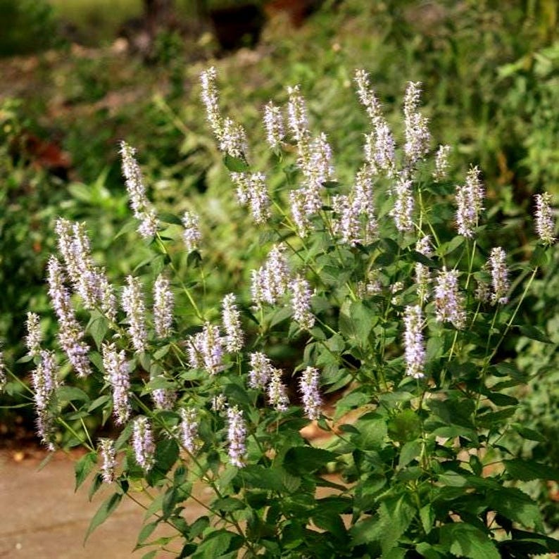 UnderTheSunSeeds Giant Hyssop Seeds - Thumbnail 4