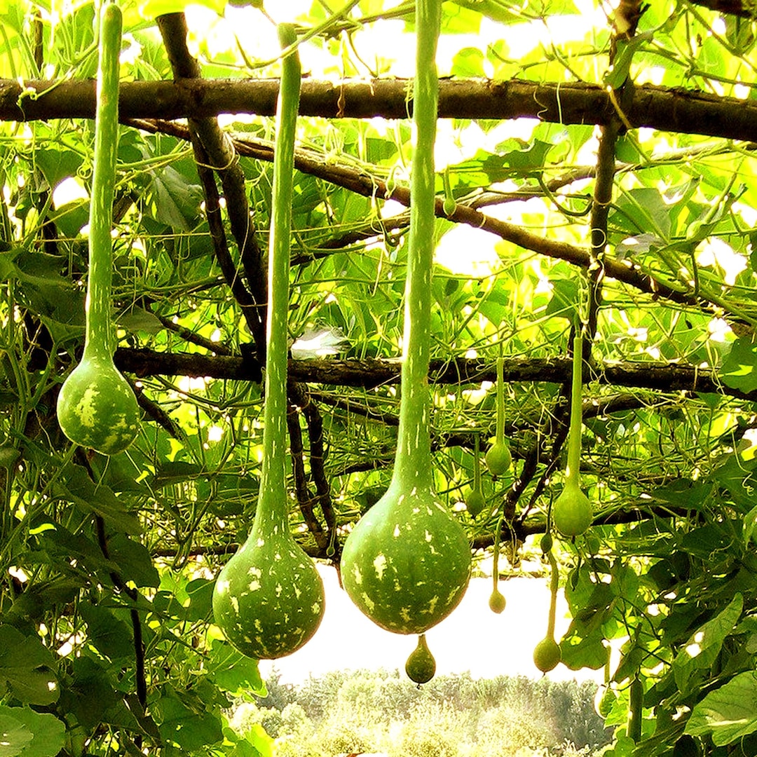 Tukli etuk jinsiy aloqa rasmlar xususiy