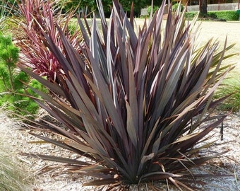 Phormium Purpureum Ornamental Grass Seeds (New Zealand Flax) 10+Seeds