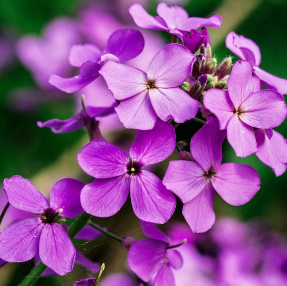 kalanchoe plant seeds Red Kalanchoe Flower Seeds for Planting Succulent Blooms main image 1
