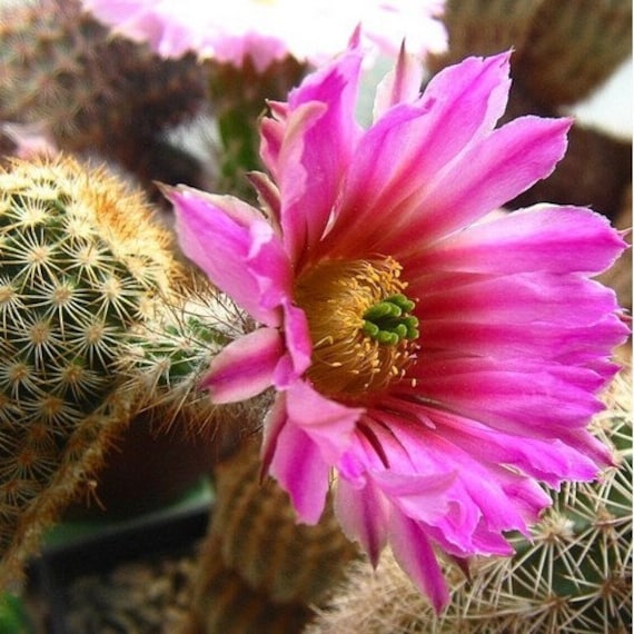 Webster's Hedgehog Cactus Seeds (echinocereus Websterianus) 20+seeds - Etsy  Hong Kong