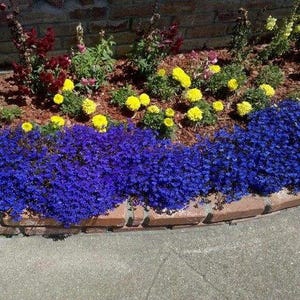 Lobelia Blue Carpet Flower Seeds Lobelia Erinus 200Seeds image 2