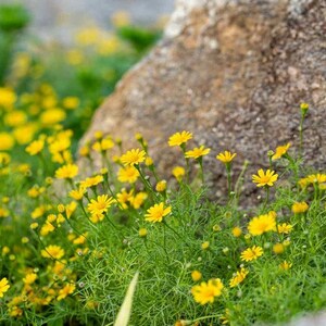 Dahlberg Daisy Gold Carpet Flower Seeds Thymophylla Tenuiloba 200 Seeds image 2