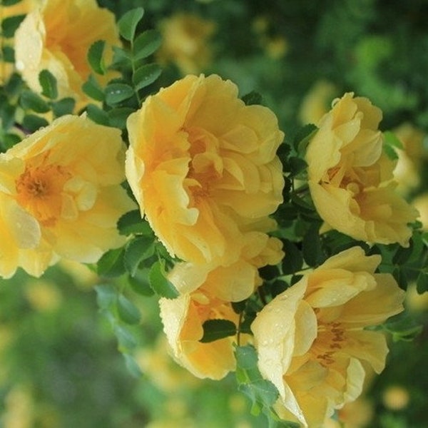 Yellow Rose Bush Etsy