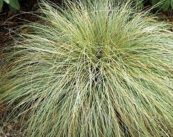 Carex Frosted Curls Graines de graminées ornementales (Carex comans) 20+Graines