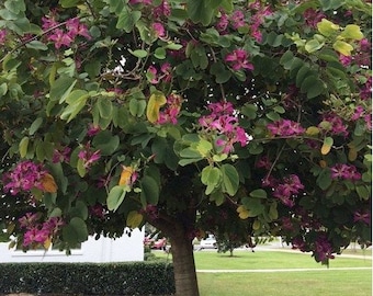 Pink Orchid Tree Seeds (bauhinia variegata) 5+Seeds