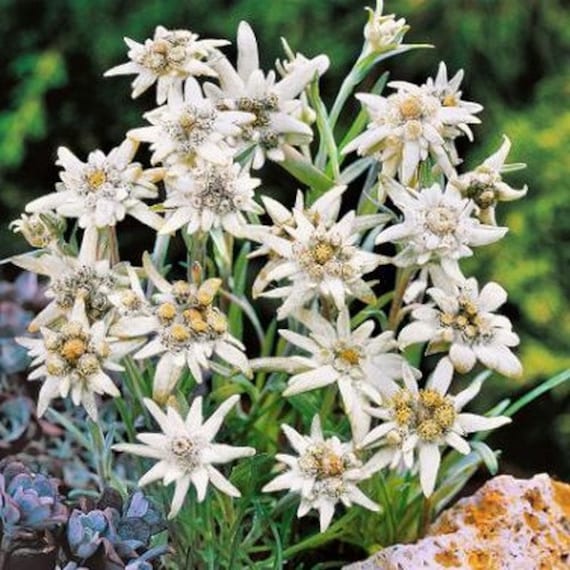 Edelweiss Flower Seeds Leontopodium Alpinum 100seeds Etsy