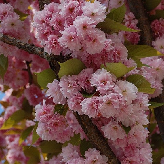 5 Seeds Prunus Serrula Tibetan Birchbark Cherry Tree Seeds Plant Seeds Bulbs Tipidkorpolri Tree Seeds