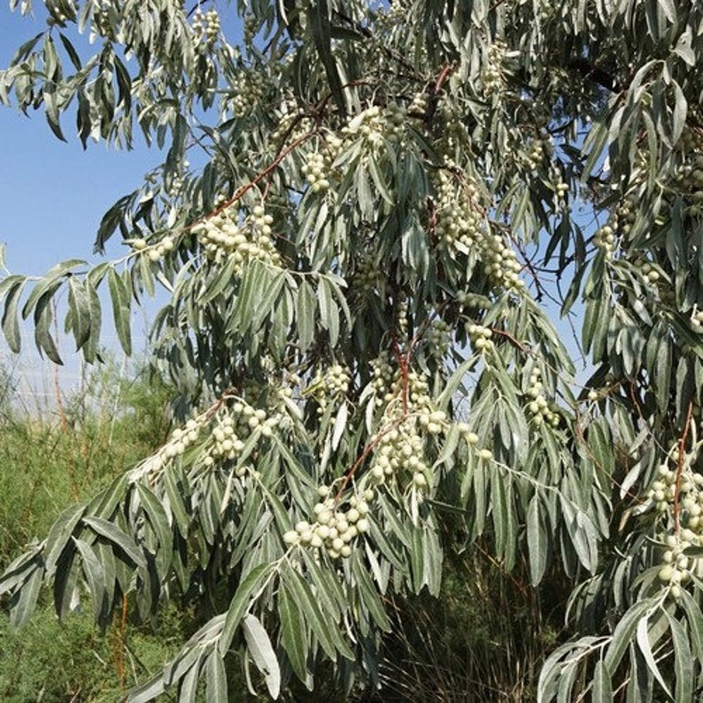 Russian Olive Tree Seeds Elaeagnus angustifolia 5Seeds image 3