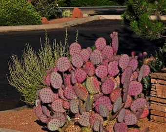 Purple Prickly Pear Cactus Seeds (Opuntia violacea v. santa rita) 20+Seeds