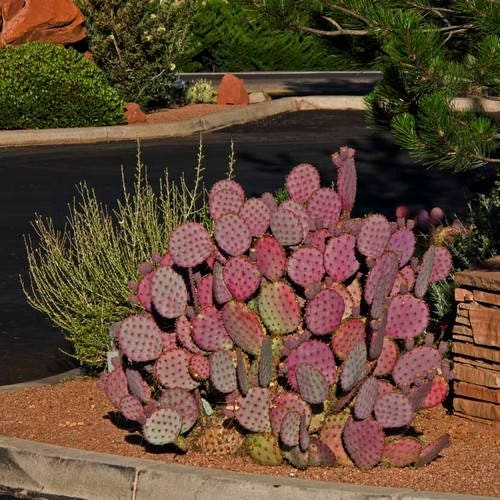 Purple Prickly Pear Cactus Seeds (Opuntia violacea v. santa rita) 20+Seeds