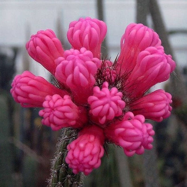 Neon Broom Cactus Seeds Arrojadoa penicillata 20Seeds image 3