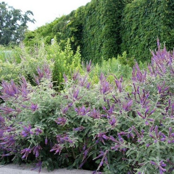 Leadplant Flower Seeds (Amorpha Canescens) 50+Seeds