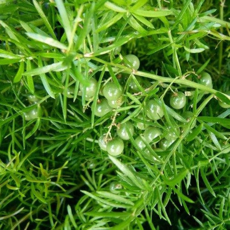 Asparagus Fern Seeds asparagus Sprengeri 30seeds Etsy