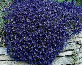 Rockcress Cascading Blue Flower Seeds (Aubrieta Hybrida) 50+Seeds