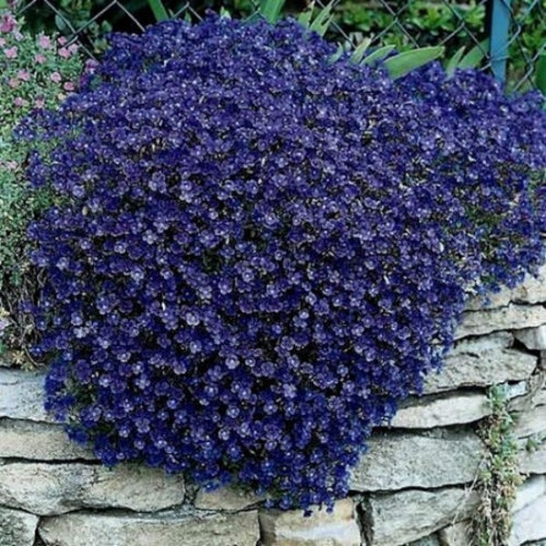 Rockcress Cascading Blue Flower Seeds (Aubrieta Hybrida) 50+Seeds