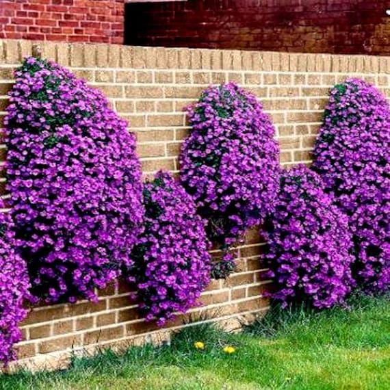Rockcress Cascading Purple Flower Seeds (aubrieta Hybrida) 50+