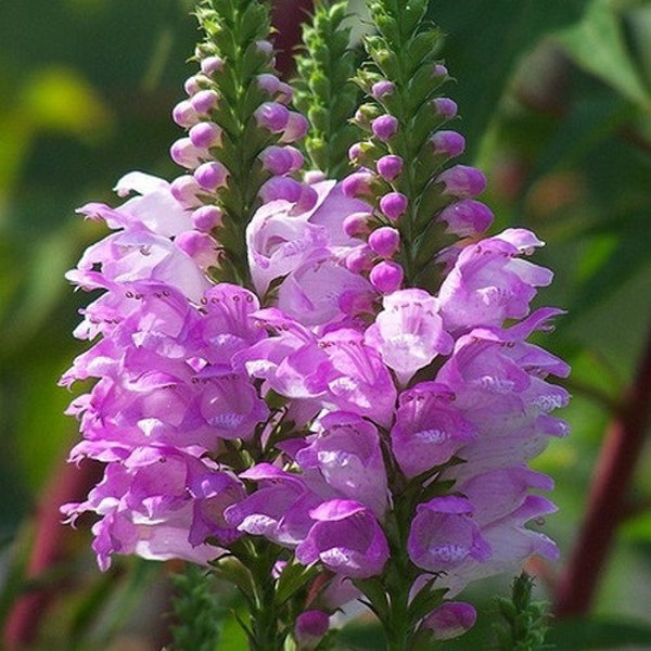 Obedient Plant Pink False Dragonhead Seeds (Physostegia Virginiana) 50+Seeds