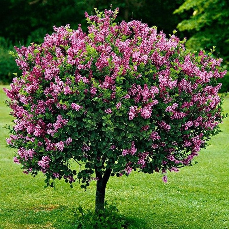 French Lilac Bush Seeds syringa Vulgaris 20seeds - Etsy