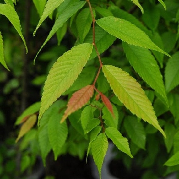 Japanese Zelkova Tree Seeds (zelkova Serrata) 25+seeds