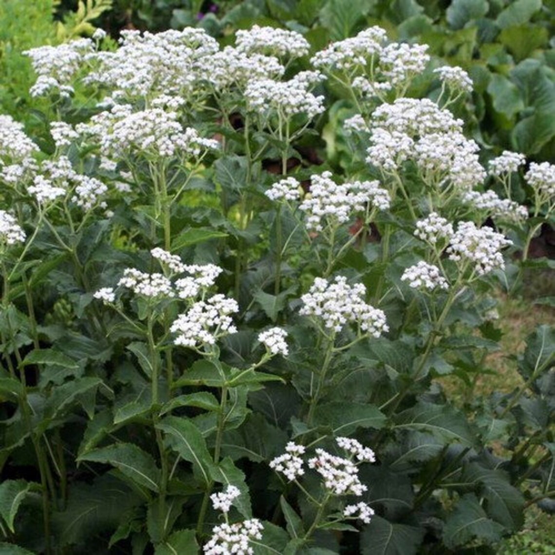 Wild Quinine Plant Seeds parthenium Integrifolium 40seeds Etsy