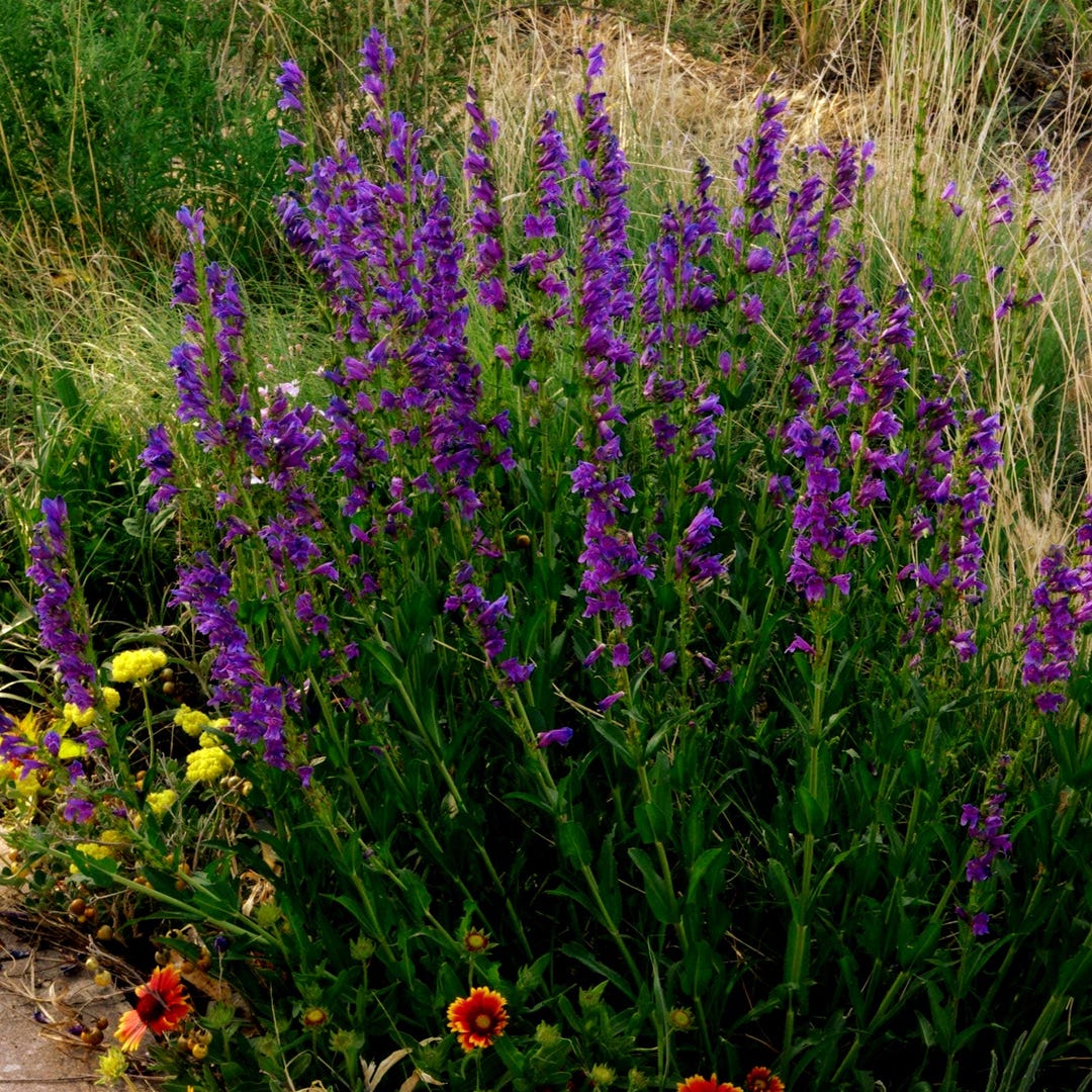 Rocky Mountain Penstemon Flower Seeds (penstemon Strictus) 200+seeds - Etsy