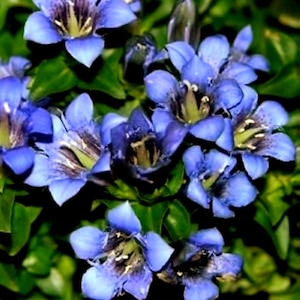 Gentian Blue Nikita Flower Seeds (Gentiana Dahurica) 30+Seeds