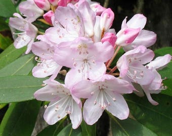 Rosebay Rhododendron Bush Seeds (Rhododendron maximum) 30+ Seeds