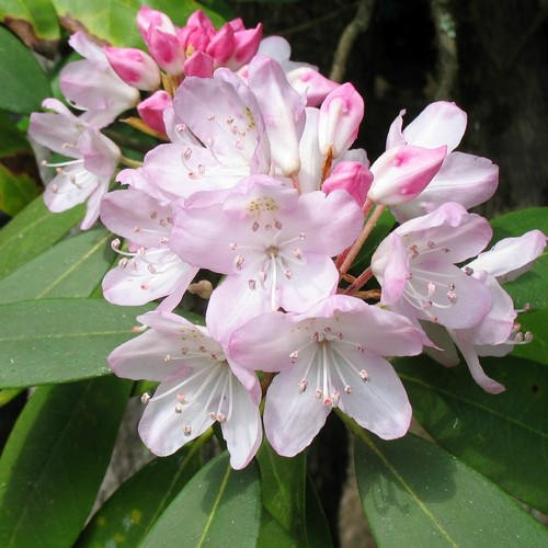 50 Ros RHODODENDRON Maximum White Pink Laurel Bush Shrub Flower Seeds 50 Ros RHODODENDRON Maximum White Pink Laurel Bush Shrub Flower Seeds