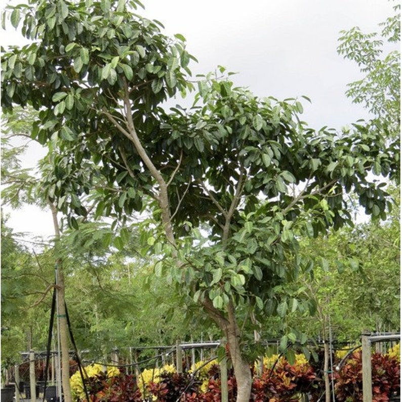East Indian Fig Tree Seeds Ficus Benghalensis 25seeds Etsy
