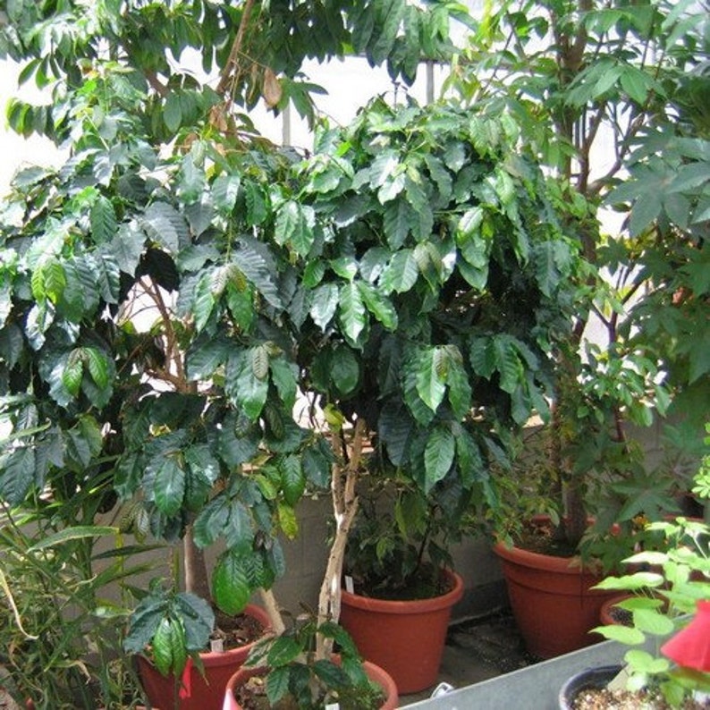 Coffee Arabica Bush Seeds Coffea Arabica Nana 10Seeds image 2