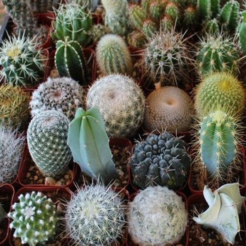 Astrophytum asterias kikko. мелокактус азуреус. семена кактусов. семена цветы кактусы элита смесь. сеянцы гимнокалициумов.