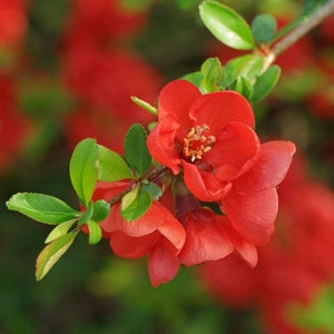 Japanese Flowering Quince Tree Seeds (Chaenomeles japonica) 15+Seeds