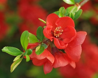 Japanese Flowering Quince Tree Seeds (Chaenomeles japonica) 15+Seeds
