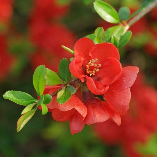 Japanese Flowering Quince Tree Seeds (Chaenomeles japonica) 15+Seeds