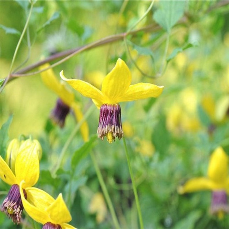 Clematis Vine Flower Seeds Clematis Tangutica Aztek 30Seeds image 3